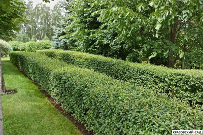 Живая изгородь из Кизильника блестящего