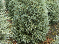 Можжевельник скальный Pathfinder, C2