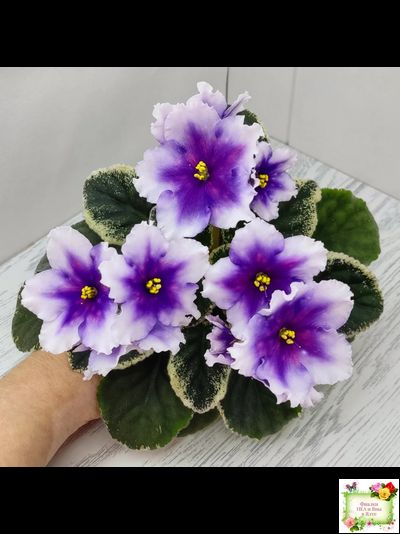 РС-Успех (С.Репкина) 2019 г.