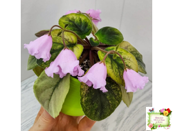 Dn-Рожева Конвалiя Gold (Д. Денисенко)