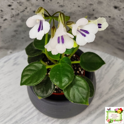 Deinostigma tamiana (Primulina tamiana (примулина тамиана))