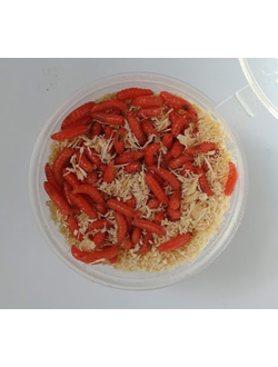 Опарыш красный, банка 50мл