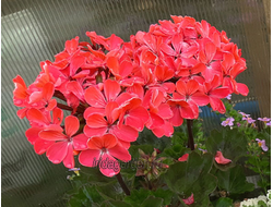 Пеларгония Honnestoltz