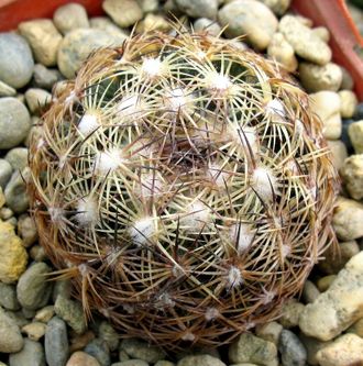 Coryphantha delicata RUS 051