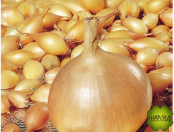 ЛУК-СЕВОК "ГЕРКУЛЕС F1" (не стрелкуется, урожайный, 0,5 кг)