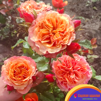 Соут Парк (South Park)