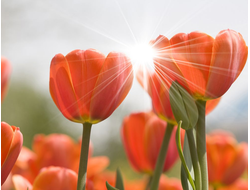 Купить греющую картину с фото тюльпаны