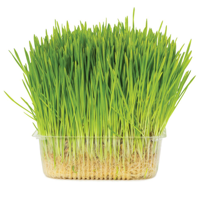 Свежая травка в лотке