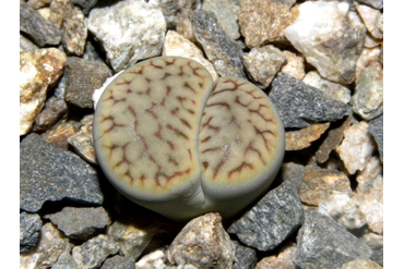 Lithops schwantesii ssp. schwantesii v. urikosensis
