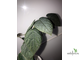 Ficus Villosa SP. / фикус Виллоза природник