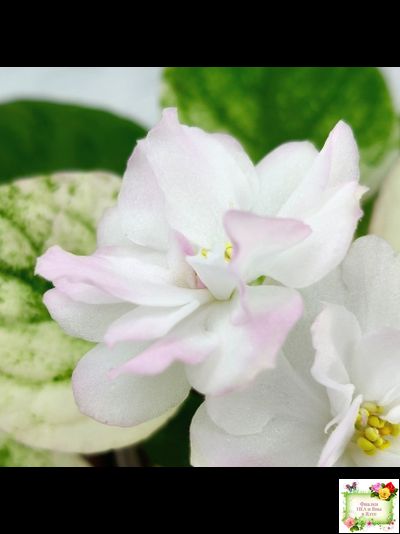 СВ-Город Грасс (О. Емельянова) 2024 г. трейлер (2  листа посажены в 1 стак-ке 07.10.25)