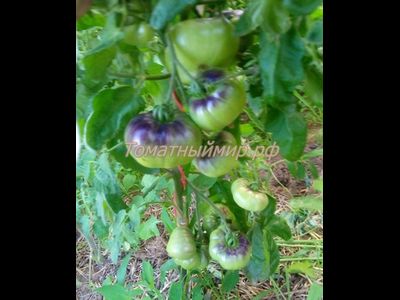 Томат Дорога Скотдейл  (Scotsdale Road)