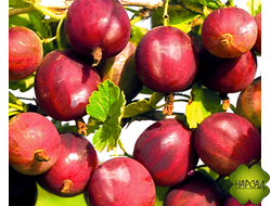 Крыжовник "Краснославянский" (самый вкусный)