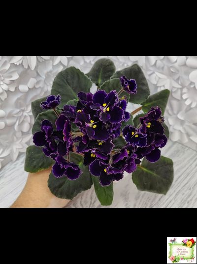 Mac's Black Pearl (G.McDonald)