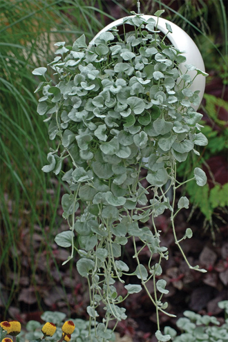 Dichondra Argentea Silver Falls