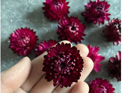 Гелихризум бордовый (2-3 см)