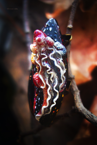 "Саламандра, дитя пламени", миниатюрная фэнтези-брошь (4,5 см)