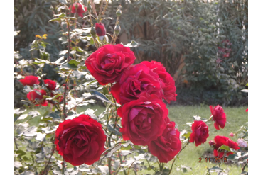 Летние звёзды (кордезия). Селекция НБС