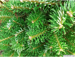 Пихта одноцветная - фото летом - красовский-сад.рф