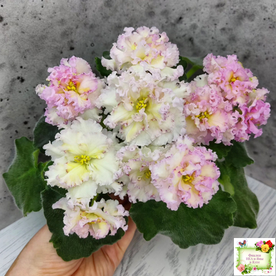 ЛЕ-Злато Скифов (Е. Лебецкая) 2015 г.