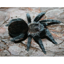 Brachypelma schroederi