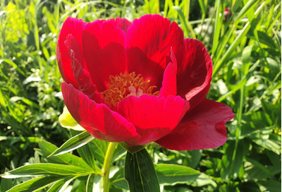 Пион Illini Warrior(Иллини Уорриор)