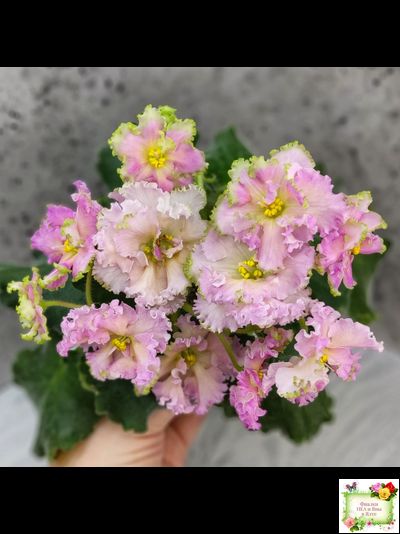 ЕК-Линжери (Е. Коршунова) 2021 г.