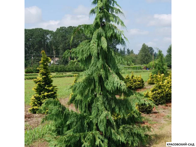 Кипарисовик Нутканский