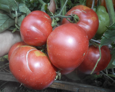 Томат Корнеевские