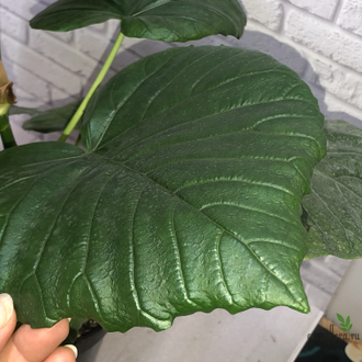 Фикус Умбеллата / Ficus Umbellata