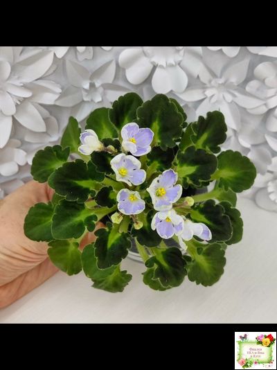 Vi-Лесная Нимфа (И.Виблая) 2021 г. (гёрл-листья)