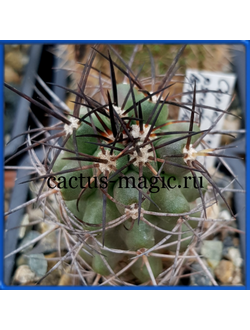 Copiapoa pseudocoquimbana BCHK 1429