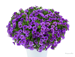 Калибрахоа Lia Violet в горшке 0,5л