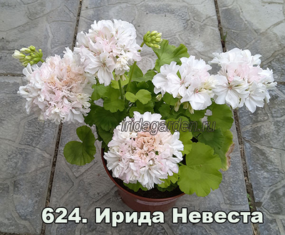 Пеларгония Ирида Невеста