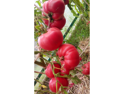 Томат Кристина Ватчева