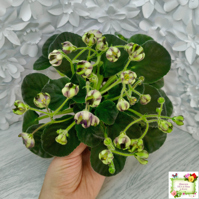 7 Белок (Калгины) химера (стартер сорт)