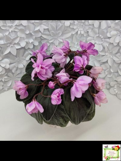 Pink Tulip Gold (японская селекция)