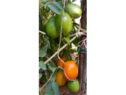 Томат Перцевидный оранжевый