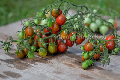 Томат черри Märchengranat (Сказочный гранат), 10 шт