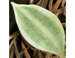 Erythronium sibiricum «Алтайское Чудо»