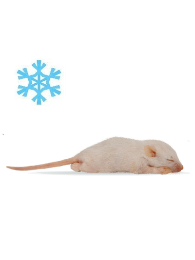 Мышь кормовая замороженная опушенная 4-6г, 4-5см