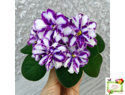 ЮШ-Надюша (Ю.Шаховцева) химера