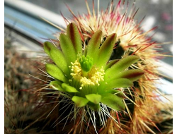 Echinocereus chloranthus SB245 (MG-189) - 10 семян