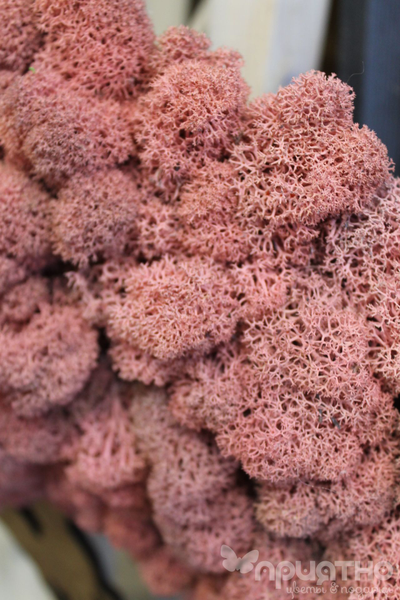 ЖИВАЯ ЭКО-КАРТИНА 1026