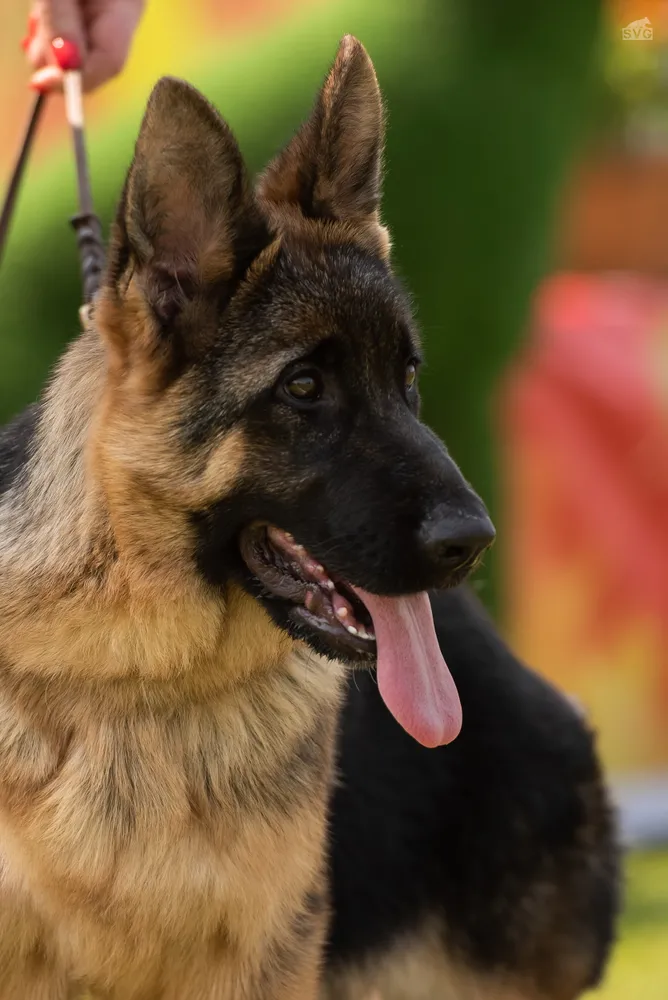 монопородная выставка г. Бронницы 28.05.2023 1 место эксперт Peter Firic (Сербия) 