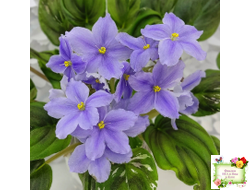 LV-Небо в Кармашке (Л. Шевелева) трейлер (пестролистный клакамас) сеянец