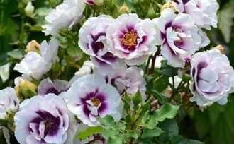 Айс фо ю ( Eyes for You), Peter J. James. Гибрид Hulthemia persica