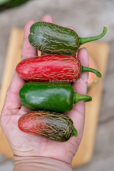 Перец острый Jalapeno Chichimeca, 10 шт