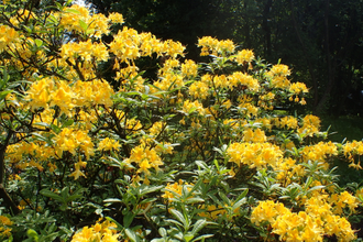 Азалия / Рододендрон желтый (Rhododendron luteum) абсолю (1 г)
