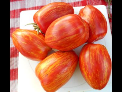 Томат Римский полосатый (Striped Roman)
